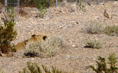 Lion Stalking a Bird